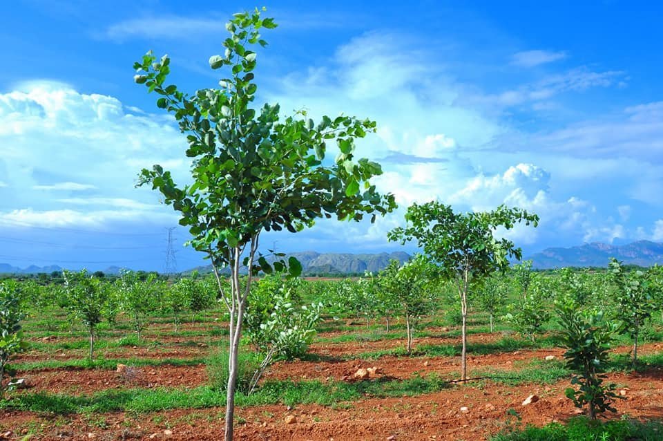 HMDA Open plots near Warangal Highway